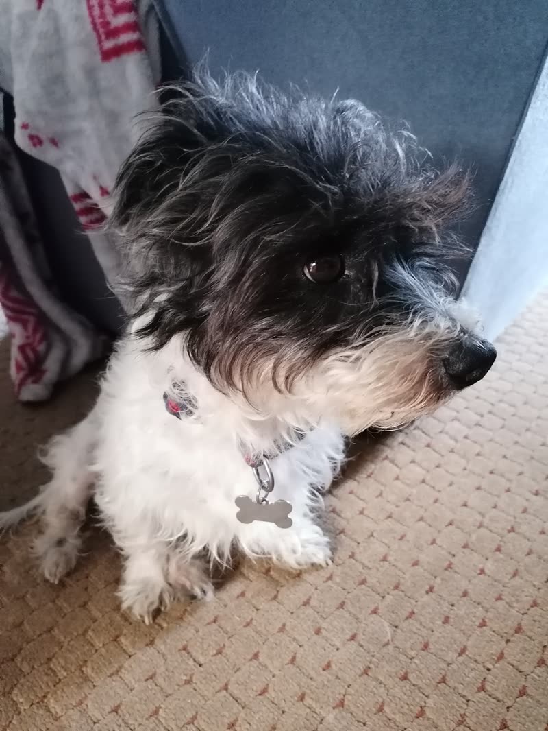 A small black-and-white terrier-cross with a shaggy face and a bone-shaped name tag, lying indoors
