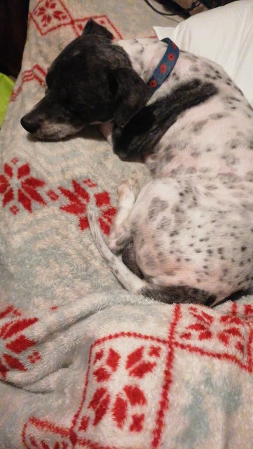 A short-haired spotted dog asleep and relaxed, curled on a patterned blanket